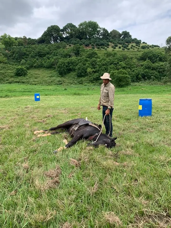 Kruger Snyman training a horse to lie down.