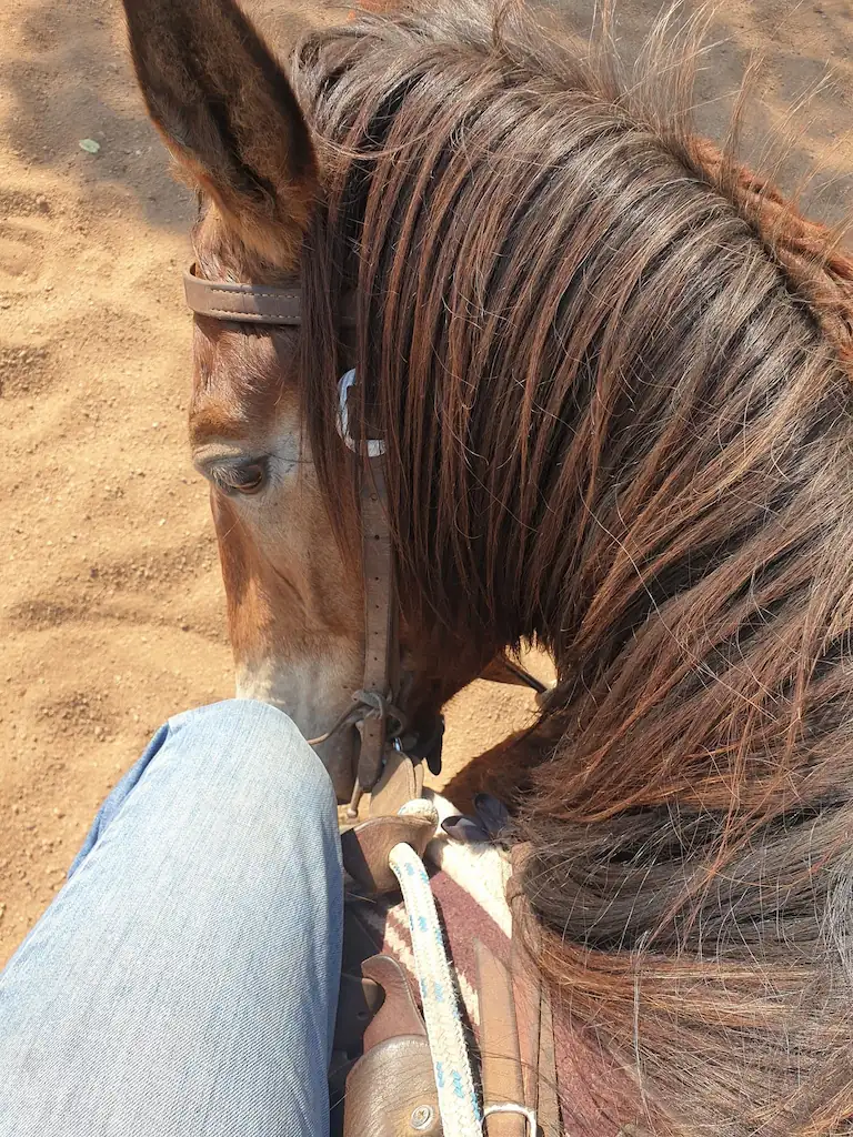 Kruger Snyman riding a horse.